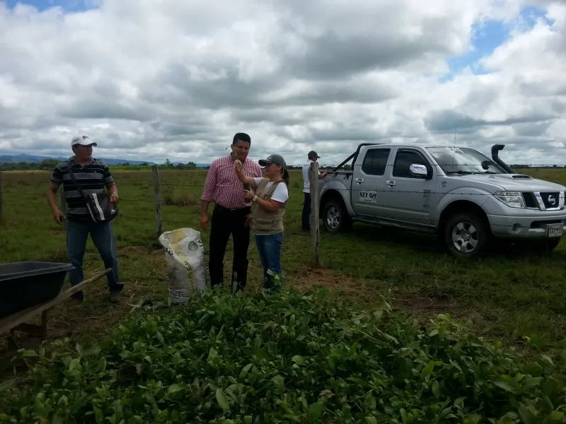 La alcaldía de Yopal ha apoyado a 30 productores con la siembra de 105 hectáreas de terreno para reforestación comercial.